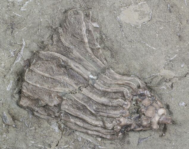 Bargain, Macrocrinus Crinoid Fossil - Crawfordsville, Indiana #68546
